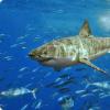 Акулий жир для суставов Какой витамин содержится в жире акульей печени